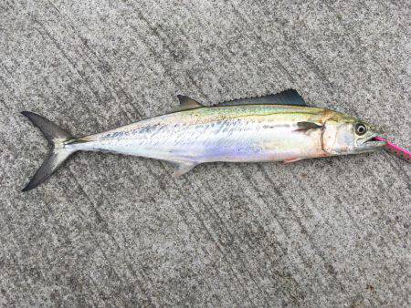 サゴシ高活性！