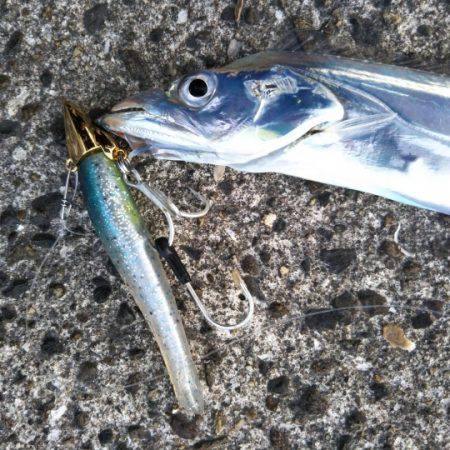 タチウオ炙り♪