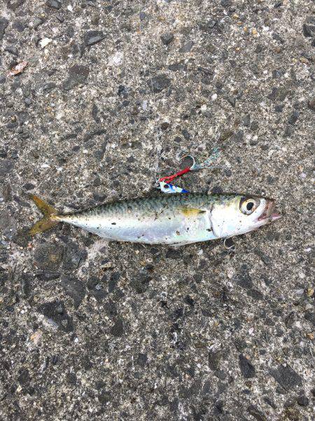 ショアジギで小物