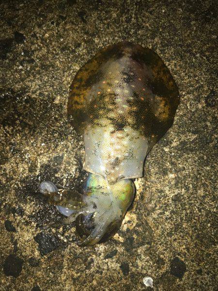 濁り&ゴミ浮遊の中、アオリイカげG…