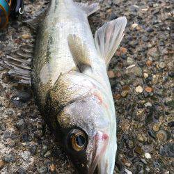 シーバスぼちぼち