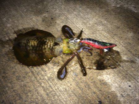 大きさはバラバラ