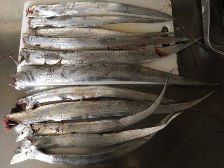 人生初タチウオ