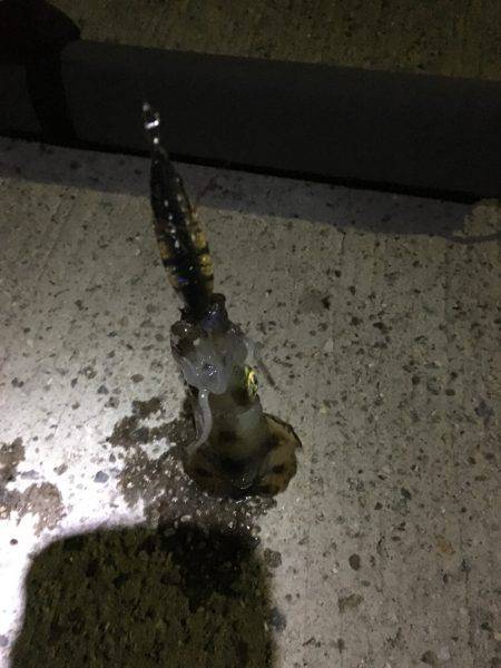 久しぶりのアジングも