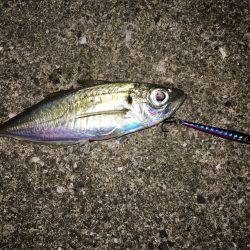 秋のルアー五目