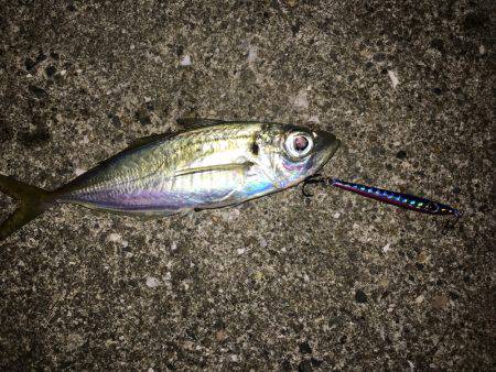 秋のルアー五目