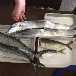 初サゴシ！そして、でかアジ！