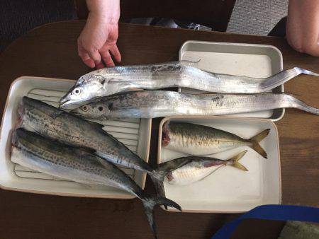 初サゴシ！そして、でかアジ！