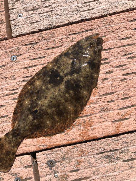 ライトジギング