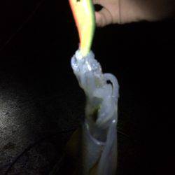 やっとアオリ一杯