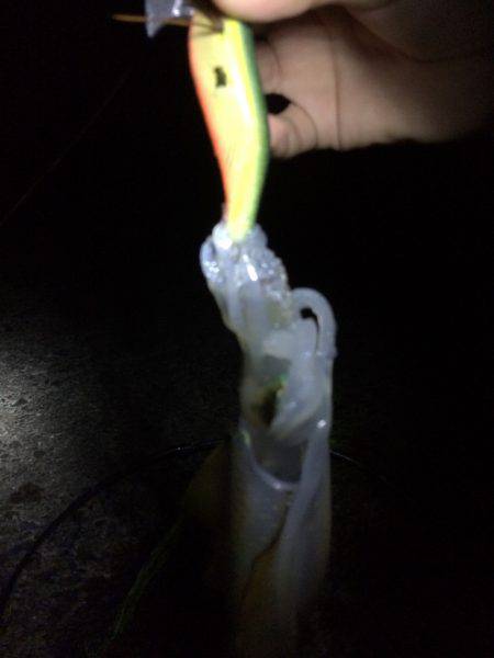 やっとアオリ一杯