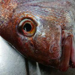 タイラバ巻き巻き