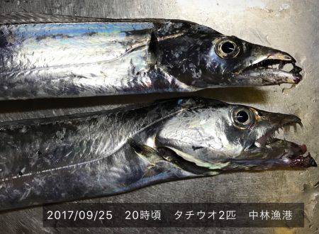 中林でタチウオ