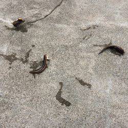 ゴンズイが沢山