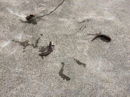 ゴンズイが沢山