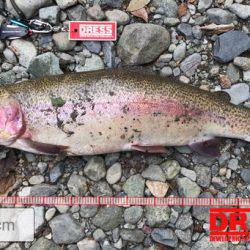 リヴァスポット早戸にて大物！