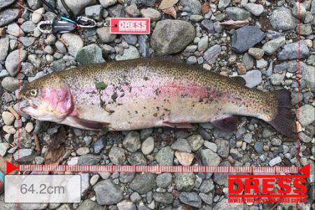 リヴァスポット早戸にて大物！