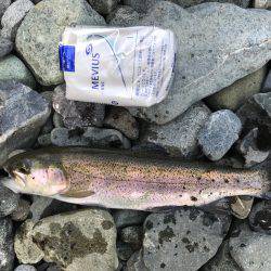 初めての河川管釣り