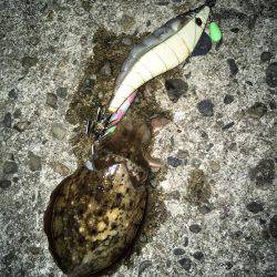 秋アオリイカ調査不発