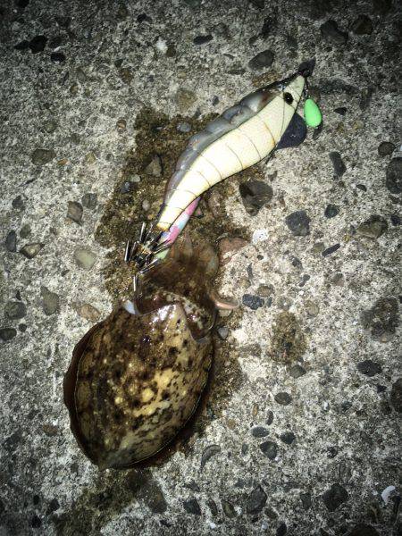 秋アオリイカ調査不発