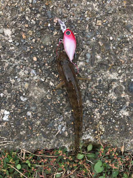 真鯊をクランクベイトで狙う