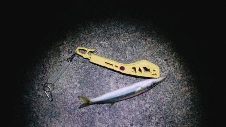 イカ、アジ、カマス、キス