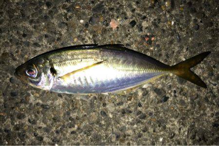 ふとアジングへ...