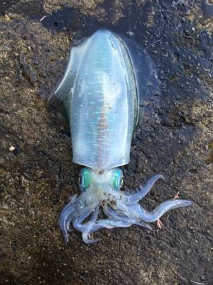 越前ランガンエギング