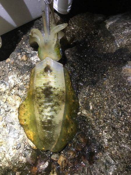 久しぶりにエギング