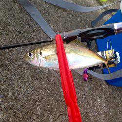 憂さ晴らしアジング