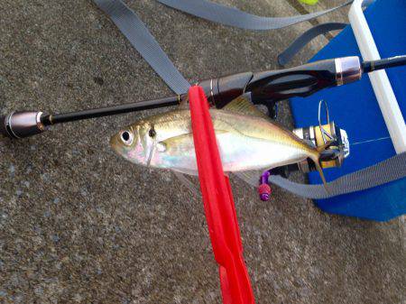 憂さ晴らしアジング