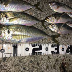 尺アップげっとー( ´ー｀)y-~~~