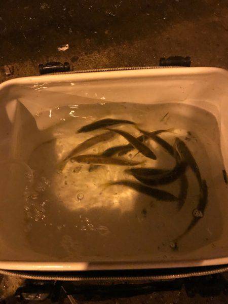 泉南アジング、エギング