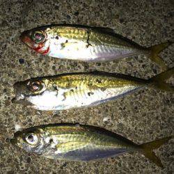 鶴岡にて真夜中1時間釣行