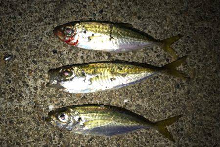 鶴岡にて真夜中1時間釣行