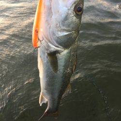 四日市河川 シーバス