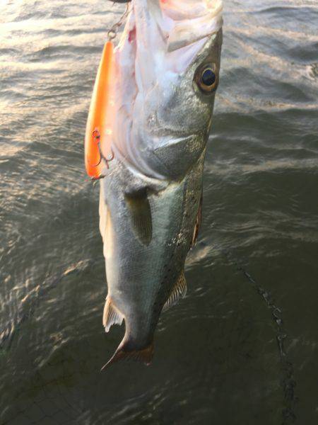 四日市河川 シーバス