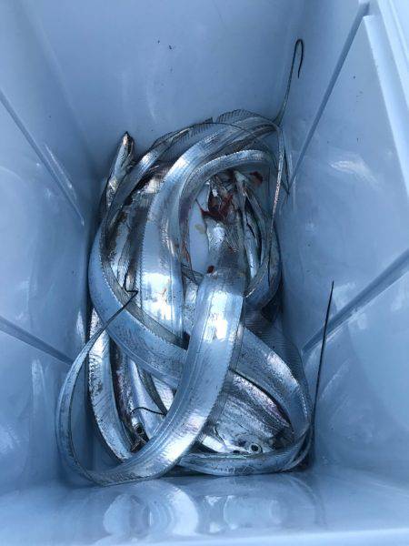 タチウオサゴシ狙い