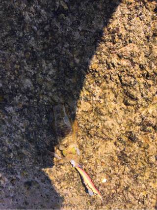 遠征でみなべなまで