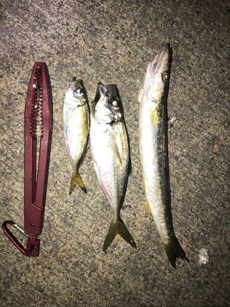 またまたアジング