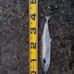 なんとか１匹。