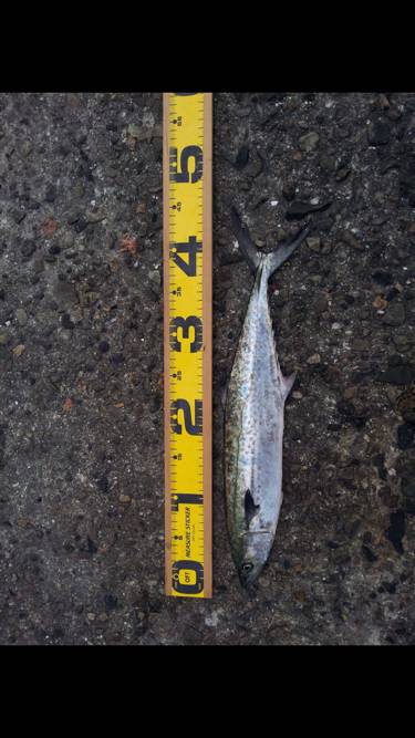 なんとか１匹。