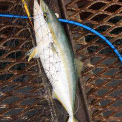 恒例のハマチからの〜アオリイカ❗️