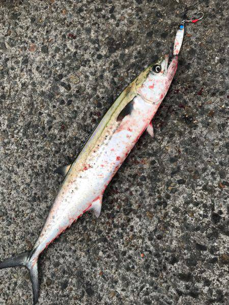 入れ食いだけど時間切れ