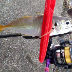 アジングは連日好調