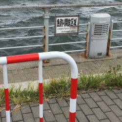 初コスモスクエア♪