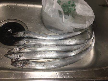 安定のタチウオ！！！！