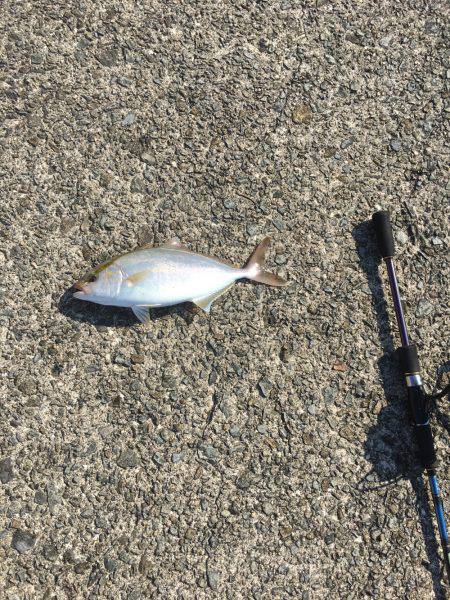 洲本港ショアジギ