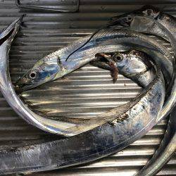 モーニングフィッシング