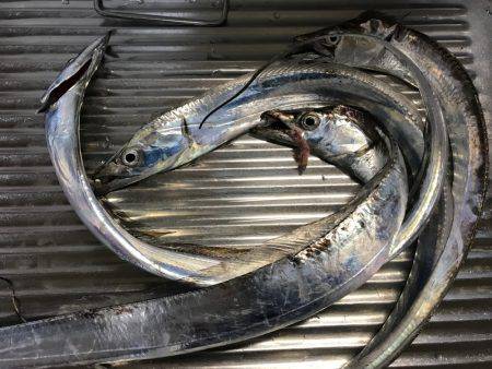 モーニングフィッシング